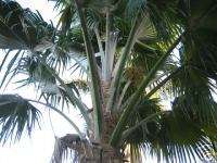 Pritchardia forbesiana   Live Hawaiian Fan Palm  