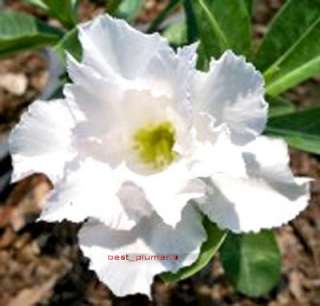 Adenium Obesum Desert Rose White_Angel 50 Seeds  