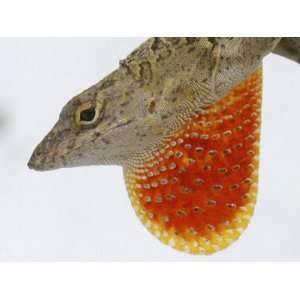  A Cuban Anole Lizard Displays His Dewlap, a Colorful Flap 
