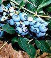 Blueberry Premier, blueberry plant, fruit bearing  