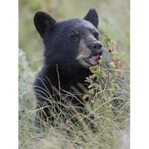 Black Bear Cub Eating Saskatoon Berries, Waterton Lakes National Park 