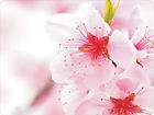EMP5000 Flowers Cherry weeping cherry Blossoms Mouse Pad New