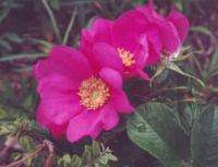 Red Japanese Shrub Rose (Rosa rugosa rubra) 500+ SEEDS  