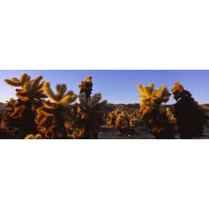  Cholla Cactus Plants on a Landscape, California, USA 