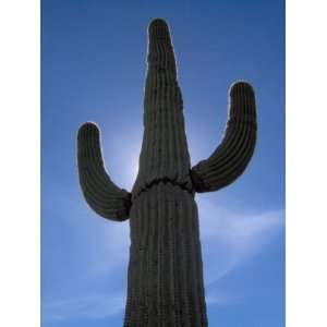  10 Giant Saguaro Cacti Seeds Patio, Lawn & Garden