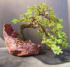 Juniper Procumbens Nana Bonsai Shohin in a 8 pot 1st wiring 