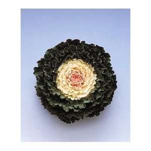  25 Ornamental Kale Seed Patio, Lawn & Garden