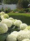 Flowering Shrub, Tree items in DAS Farms 