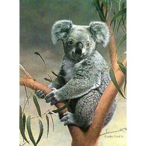  Charles Frace   Koala