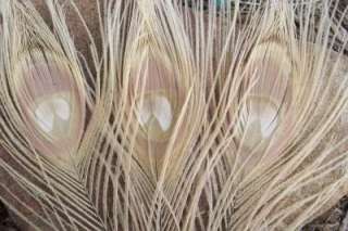 10 CREAMY TAN BLEACHED PEACOCK FEATHERS ~ FULL EYE 12  