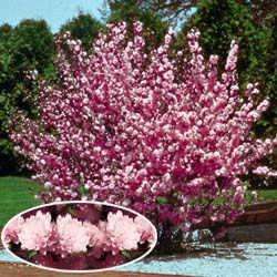 Pink Flowering Almond Shrubs  L@@K  