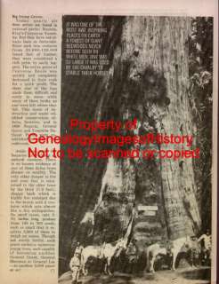 Sequoia History   The Giant Redwood Tree  