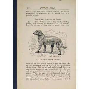  British Dog Dogs Retriever Setter Retrievers Old Print 