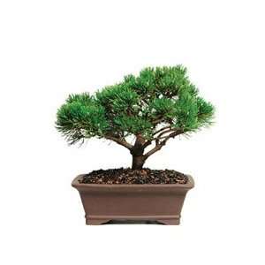    BonsaiOutlet Bonsai Tree     Dwarf Mugo Pine Patio, Lawn & Garden