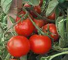 Tomato  STUPICE  red heirloom  52 day  IND  25 seeds  