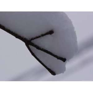  Snow Accumulates on Electrical Wires and Trees, Chevy 