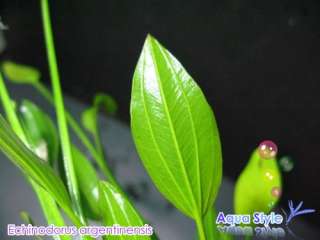 Echinodorus argentinensis  Live aquarium plant (E004)  