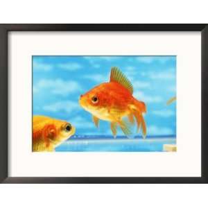  Two Goldfish Swimming in Bowl Animals Framed Photographic 