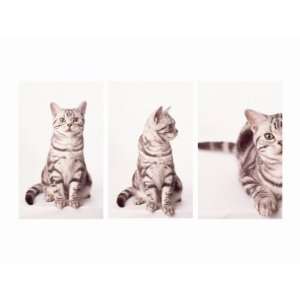  Kittys Approach Triptych Premium Poster Print, 12x16 