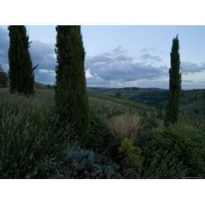 Cypress Trees Growing in the Rolling Hills of Tuscany, Italy Stretched 