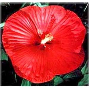  Hibiscus Southern Belle Mix Perennial   4 Plants Patio 