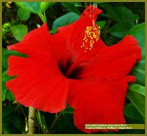 Tropical Hibiscus Plant Big Single Scarlet Red Flowers Brilliant 