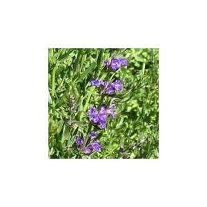   Seeds   Hyssop Herb Seed   1oz Seed Packet Patio, Lawn & Garden