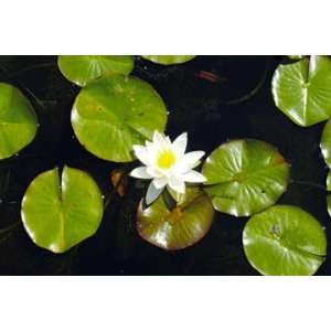  Water Lily 12x18 Giclee on canvas