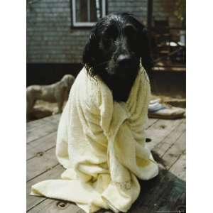  A Dog That Has Just Had a Bath National Geographic Collection 