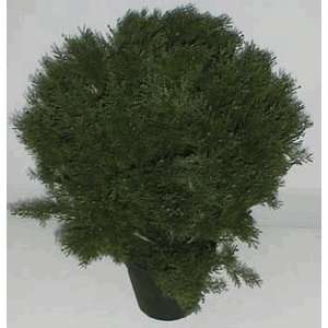  31 INDOOR / OUTDOOR Deluxe Cedar Plant