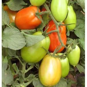 Red Hybrid Plum Tomato Plum Regal (Solanum lycopersicum) 10 Seeds 