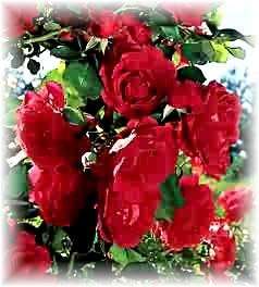 Beautiful Deep Red Miniature Rose Cuttings 2 FRAGRANT Easy Root 