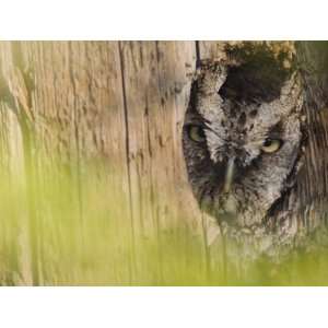 Eastern Screech Owl, Willacy County, Rio Grande Valley, Texas, USA 