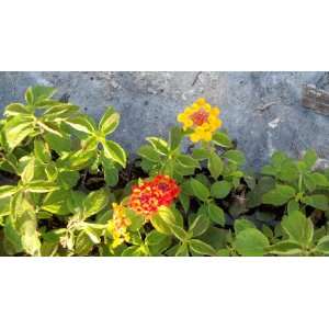  Red Lantana 5 Starter Plants Live Patio, Lawn & Garden