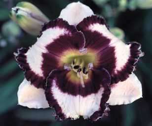 LICORICE CANDY   DF   B10A   Stamile 2002   DAYLILY  