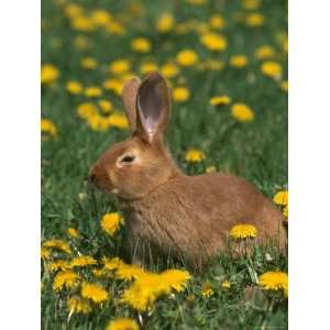  New Zealand Breed of Domestic Rabbit, Amongst Dandelions 