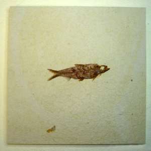  Green River Fm. Fossil Fish 8 in. Tile   Knightia F0153 