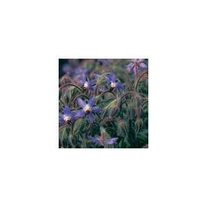  Borage Seeds Patio, Lawn & Garden