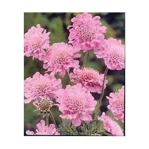  PINCUSHION FLOWER PINK MIST / 1 gallon Potted Patio 