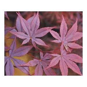  Fireglow Red Japanese Maple   1 Year Graft Patio, Lawn 