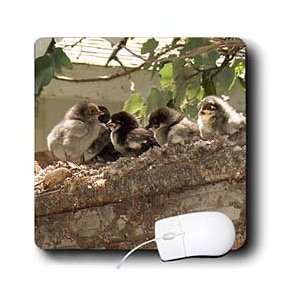   Cute baby chicks on the roof of an old shed   Mouse Pads Electronics