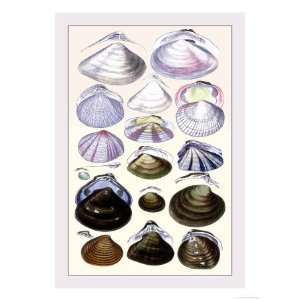 Shells Dimyaria Giclee Poster Print by G.b. Sowerby, 12x16  