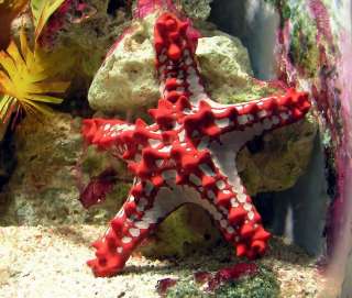 Australia 2011 Sea Life Starfish Silver Color Proof  