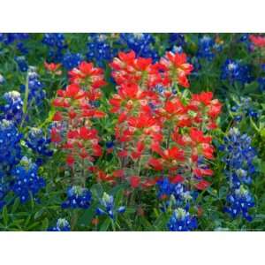  Blue Bonnets and Paint Brush in Texas Hill Country, USA 