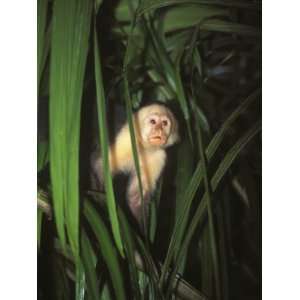  White Face Monkey, Cebus Capucinus in Tree, Costa Rica 