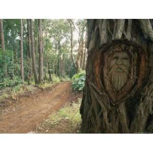  A Face Carved into a Tree on the Maunahui Road Premium 
