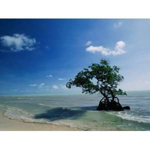 A Mangrove Tree Has Establishd Roots in the Shallow Waters 