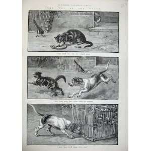   1886 Dadd Fine Art Puppy Dogs Cats Bird Cage Animals